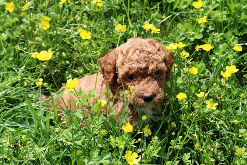puppy, for, sale, Mini Poodle, Matthew B. Stoltzfus, dog, breeder, Gap, PA, dog-breeder, puppy-for-sale, forsale, nearby, find, puppyfind, locator, puppylocator, aca